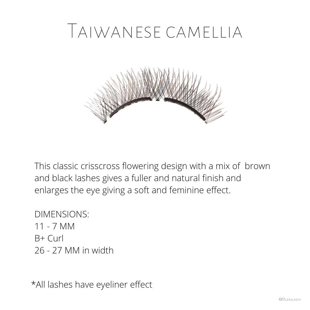 Taiwanese Camellia